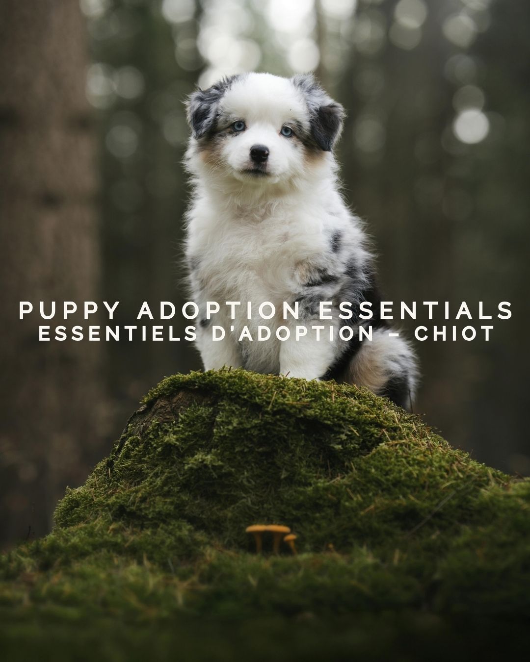 Essentiels d'adoption - Chiot
