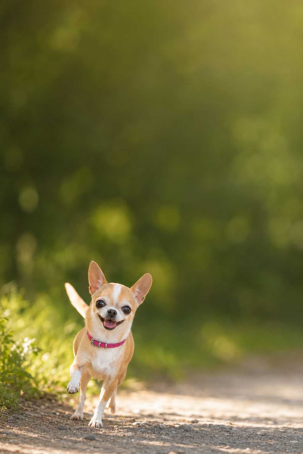 Collection Petits Chiens