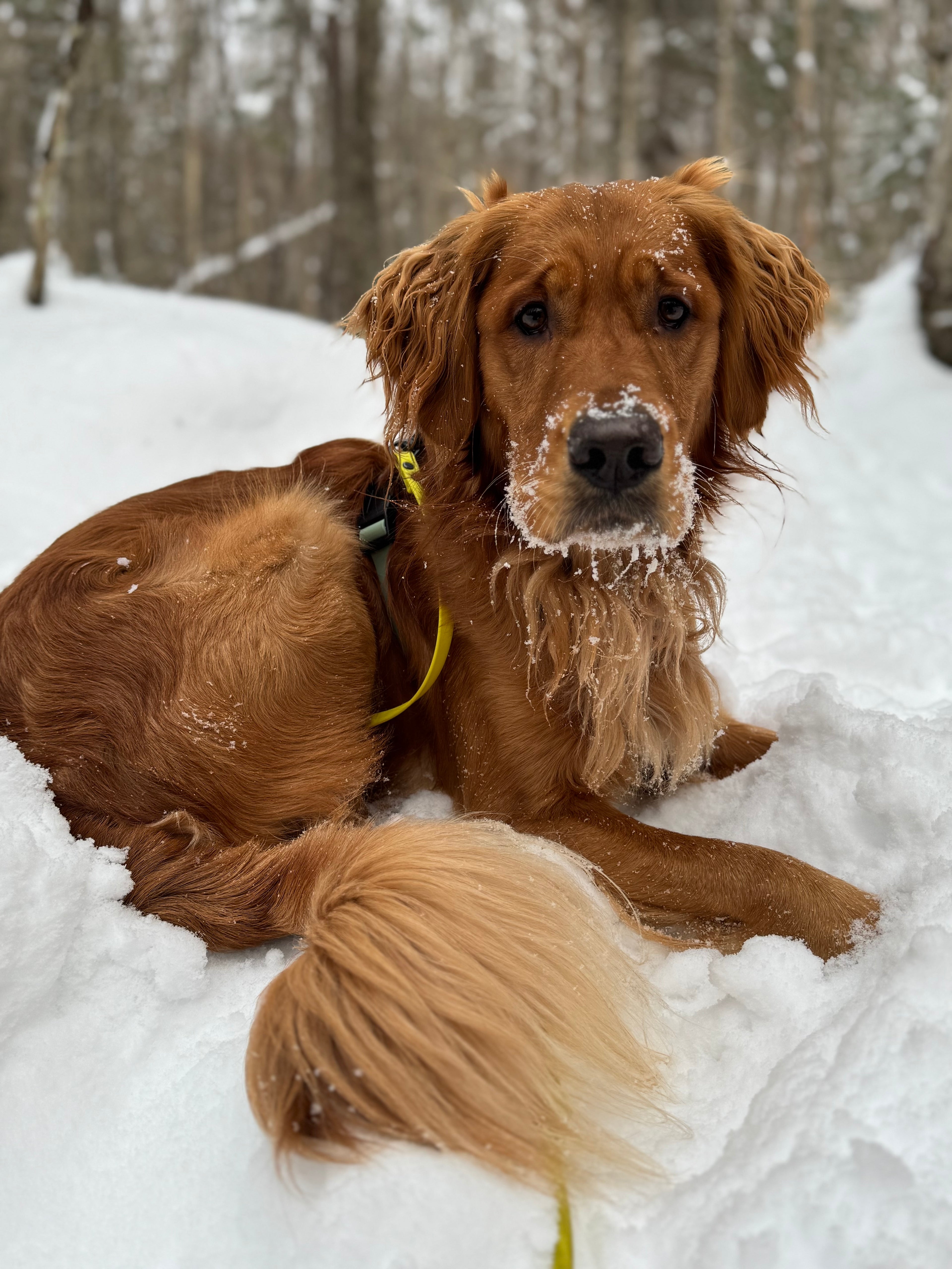 Marche & Prise de photos Tanzo - 8 Février, 11:00, à Mascouche