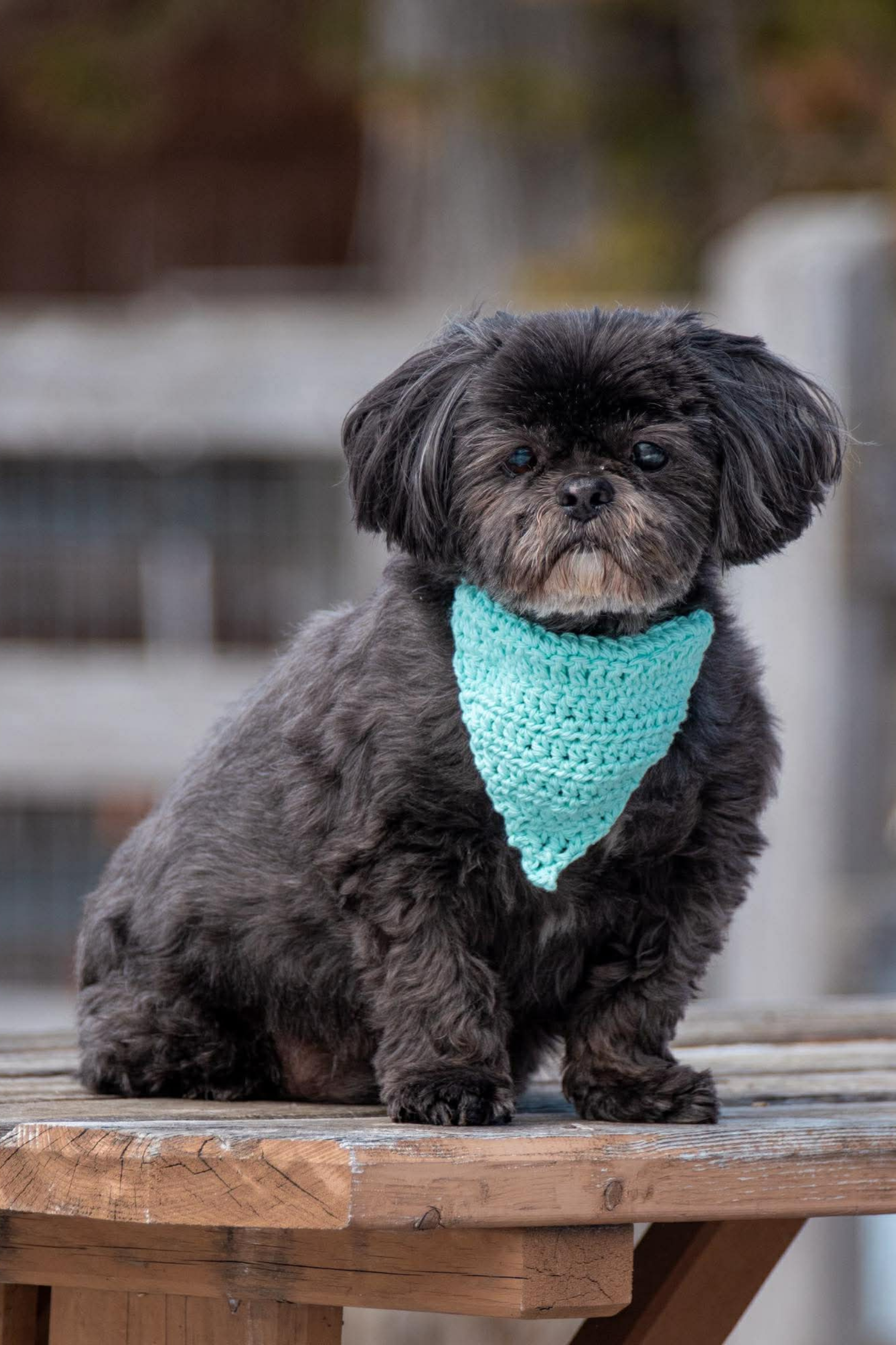 Foulard pour chien du Printemps — Édition limitée