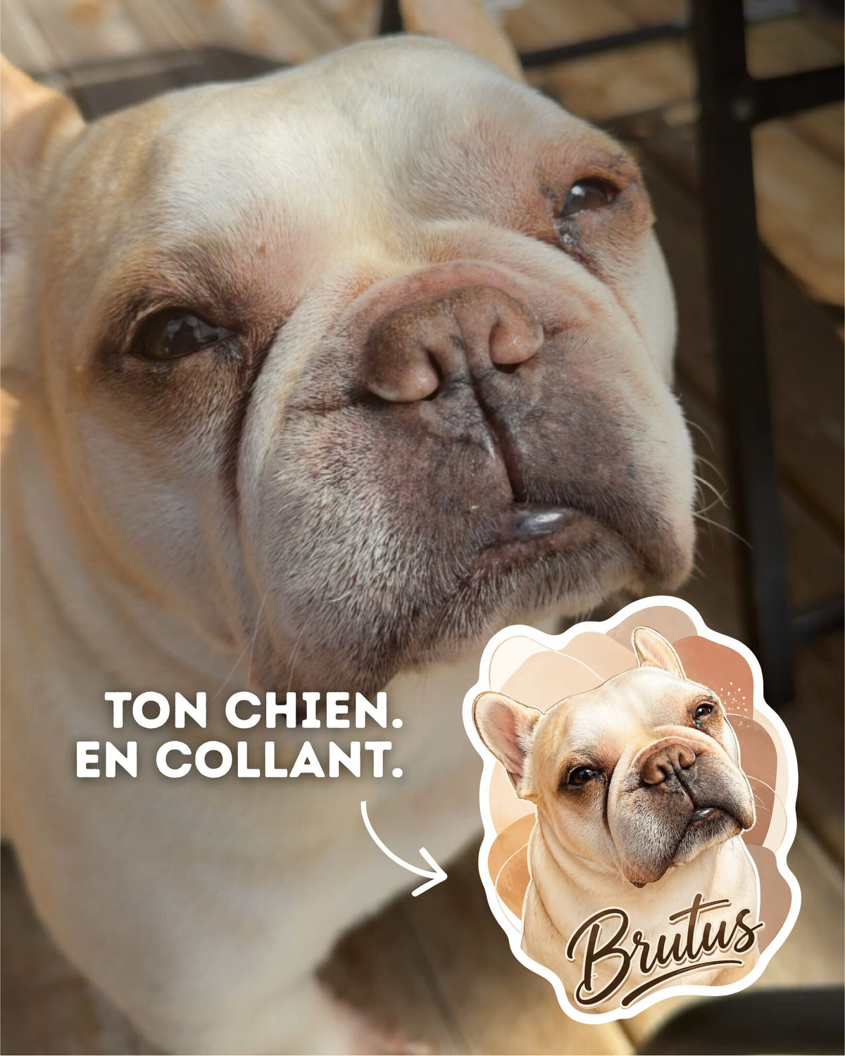 Bouledogue français Brutus et son autocollant personnalisé à son image, fait au Québec