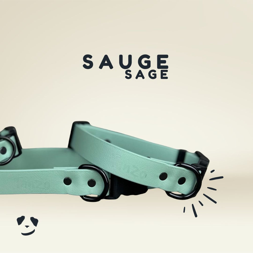 Collier chien sauge