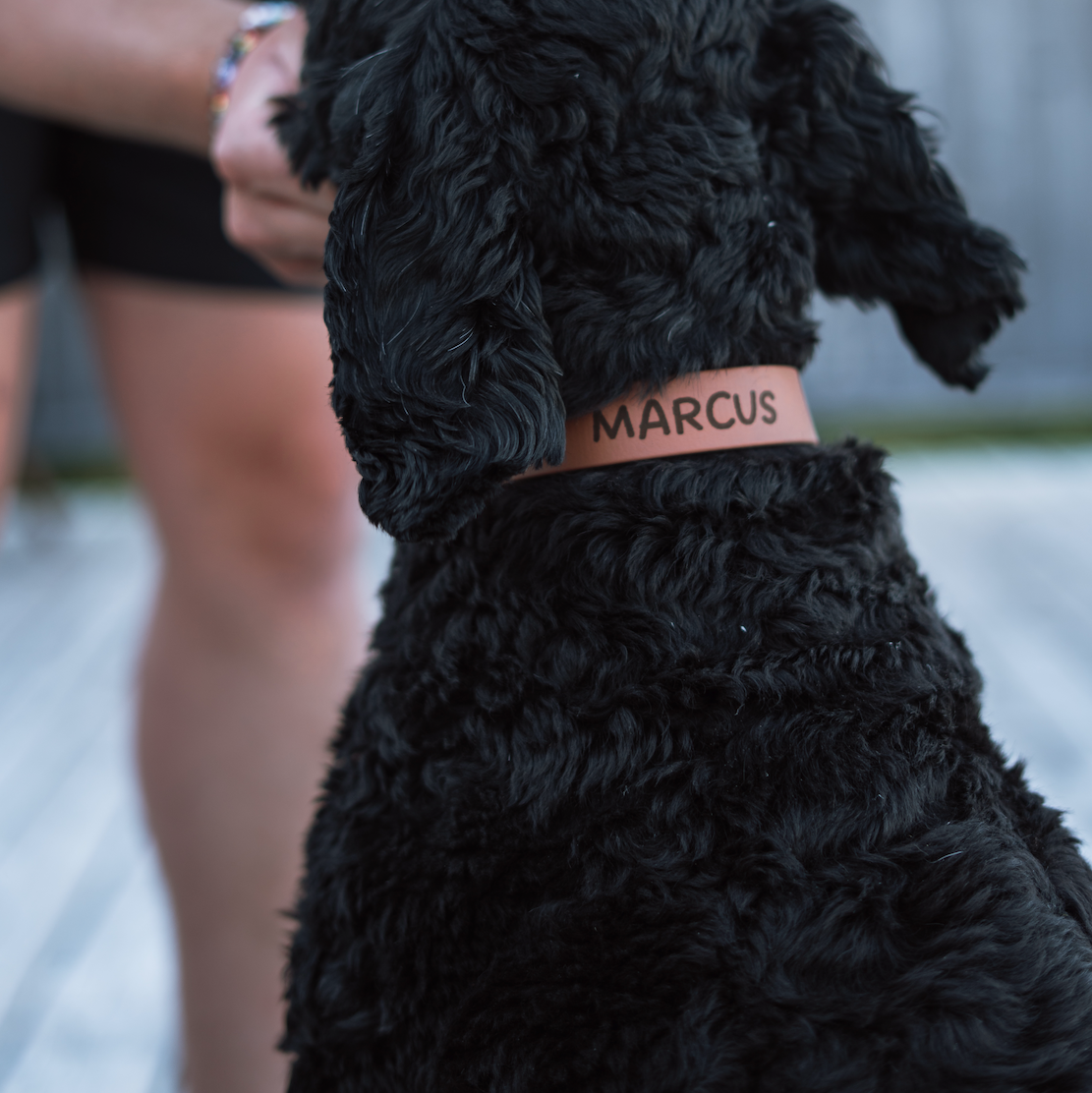 Collier pour chien gravé avec son nom