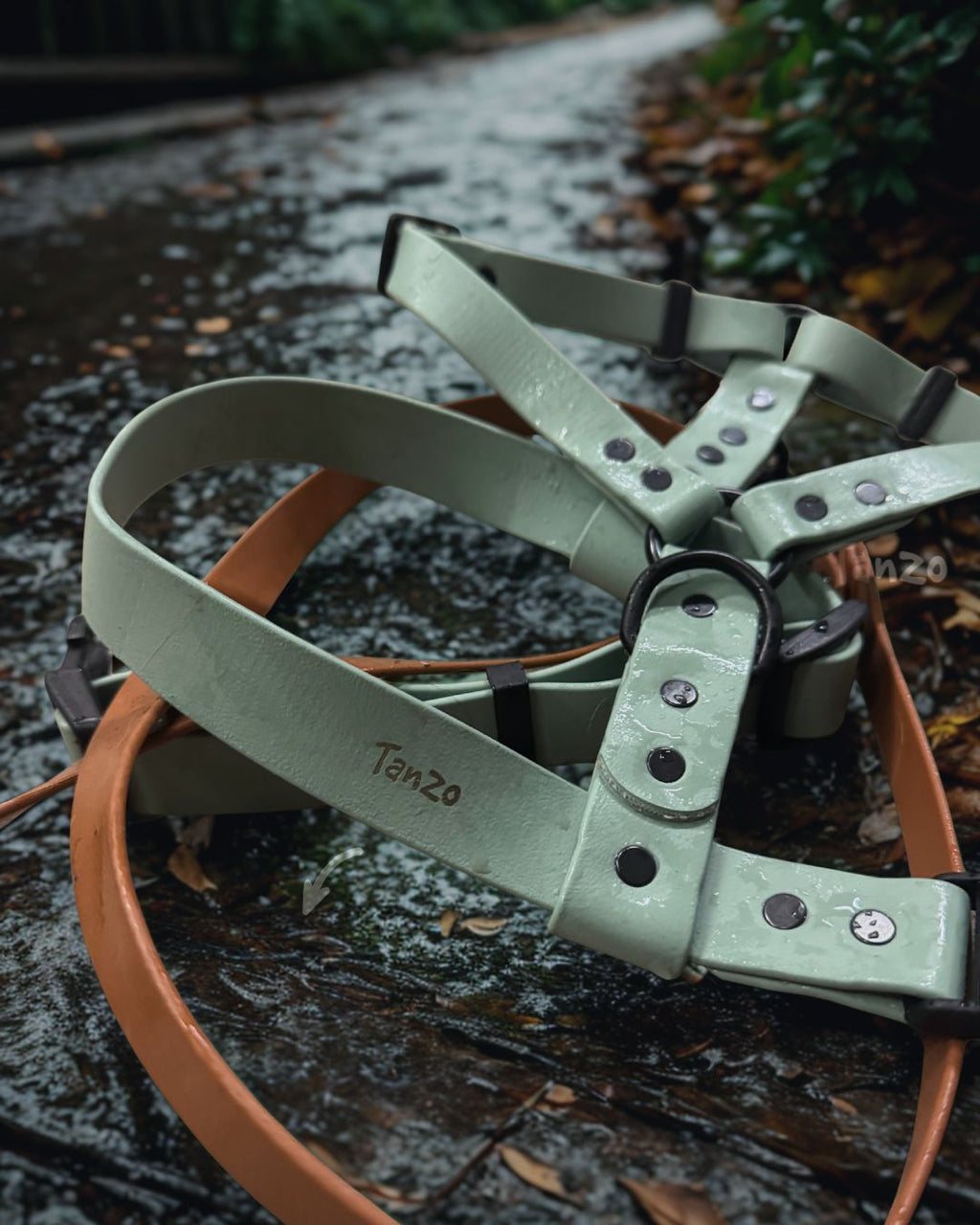 Harnais pour chien québécois