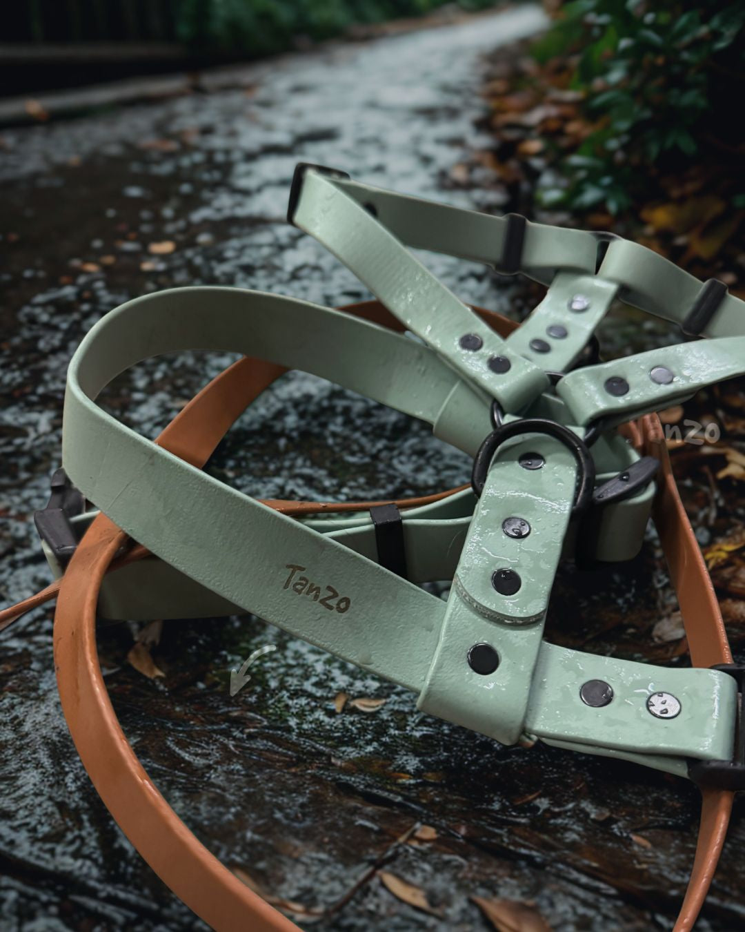 Harnais pour chien québécois