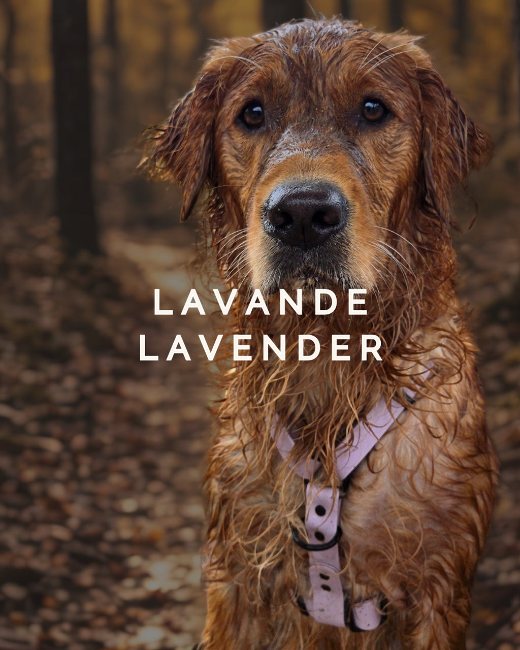 hanrais pour chien québécois lavande
