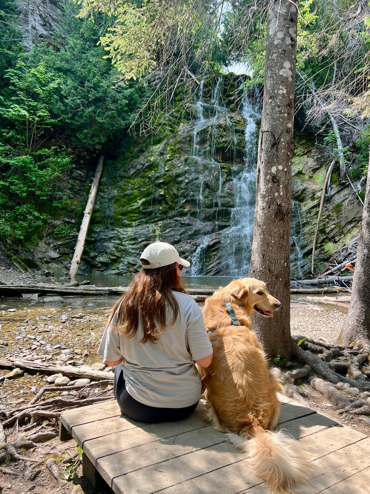 Chien en forêt avec son équipement Tanzo