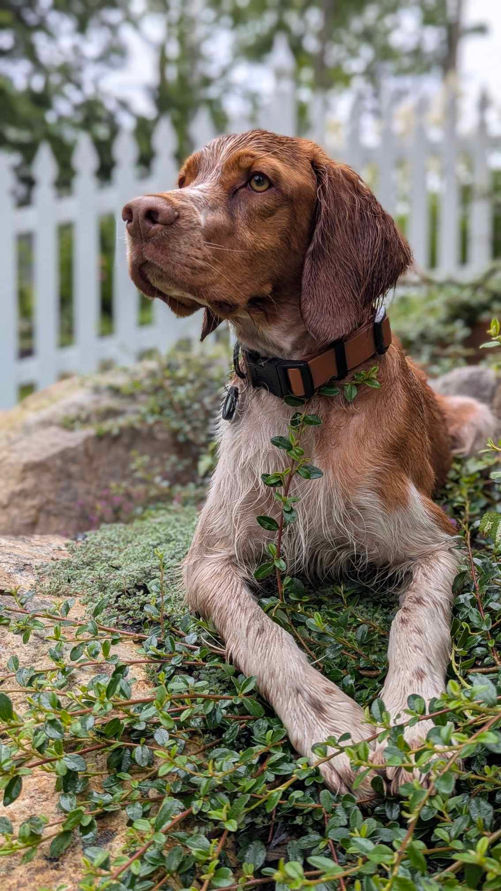 Adjustable Clip-On Collar