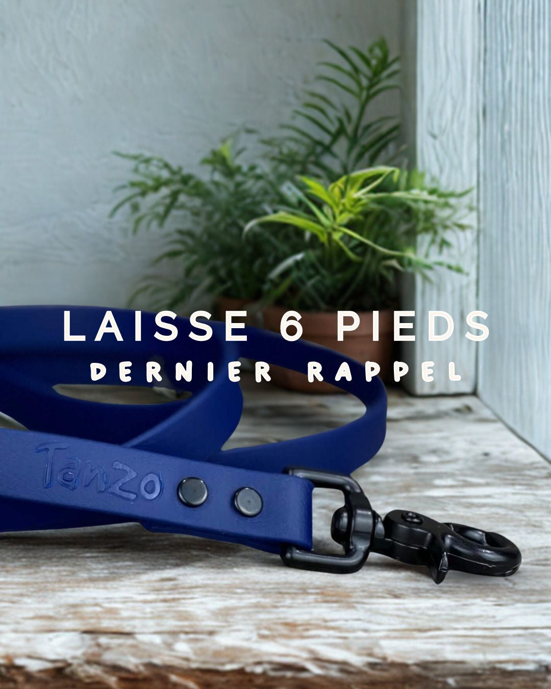 Laisse 6 pieds en biothane  - Collection Hors-Sentiers