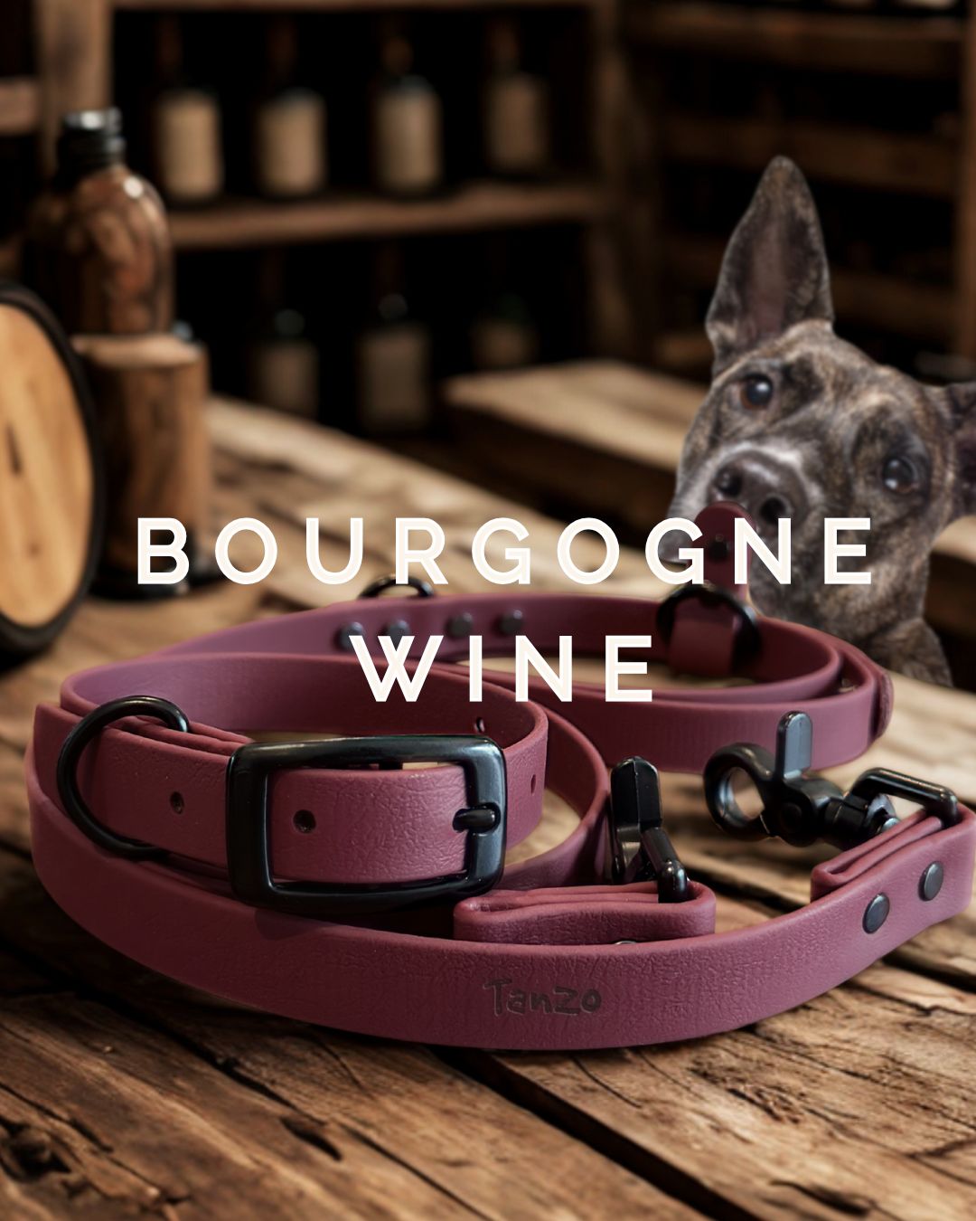 Ensemble collier et laisse