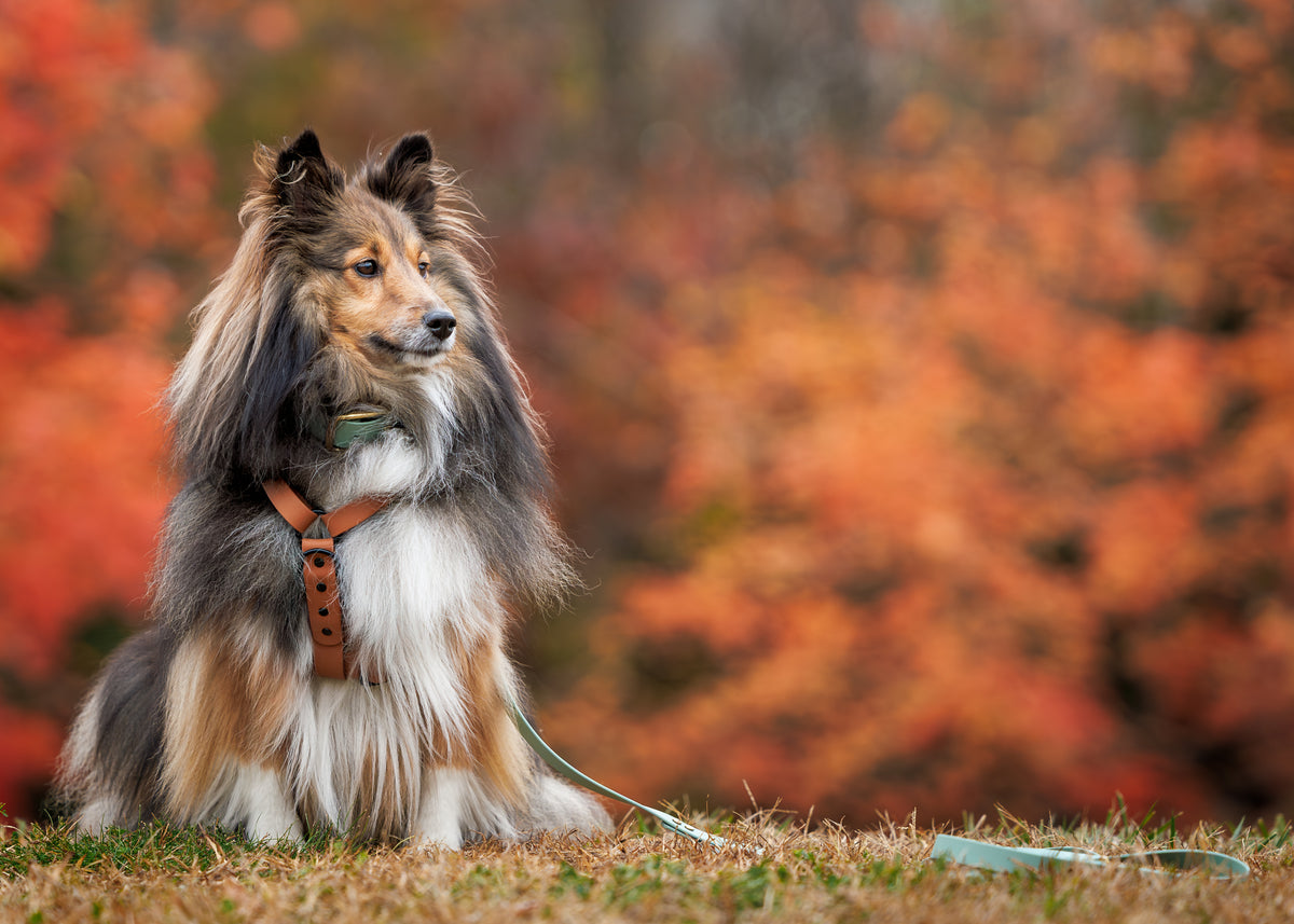 Chien avec son équipement Tanzo