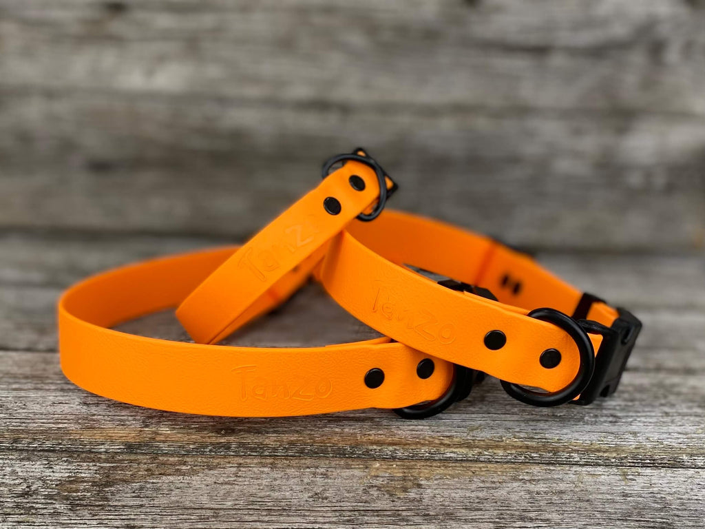 collier chien hypoallergène