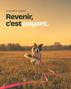 Chien qui revient en courant vers son humain, longe de rappel rose Tanzo en Biothane qui traîne dans un champ au coucher du soleil, texte : Revenir, c'est payant