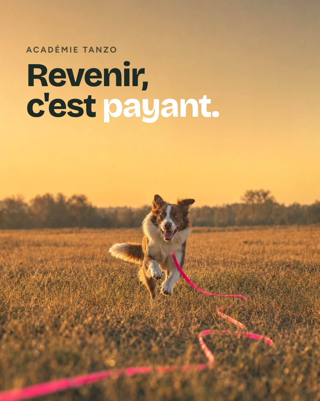 Chien qui revient en courant vers son humain, longe de rappel rose Tanzo en Biothane qui traîne dans un champ au coucher du soleil, texte : Revenir, c'est payant