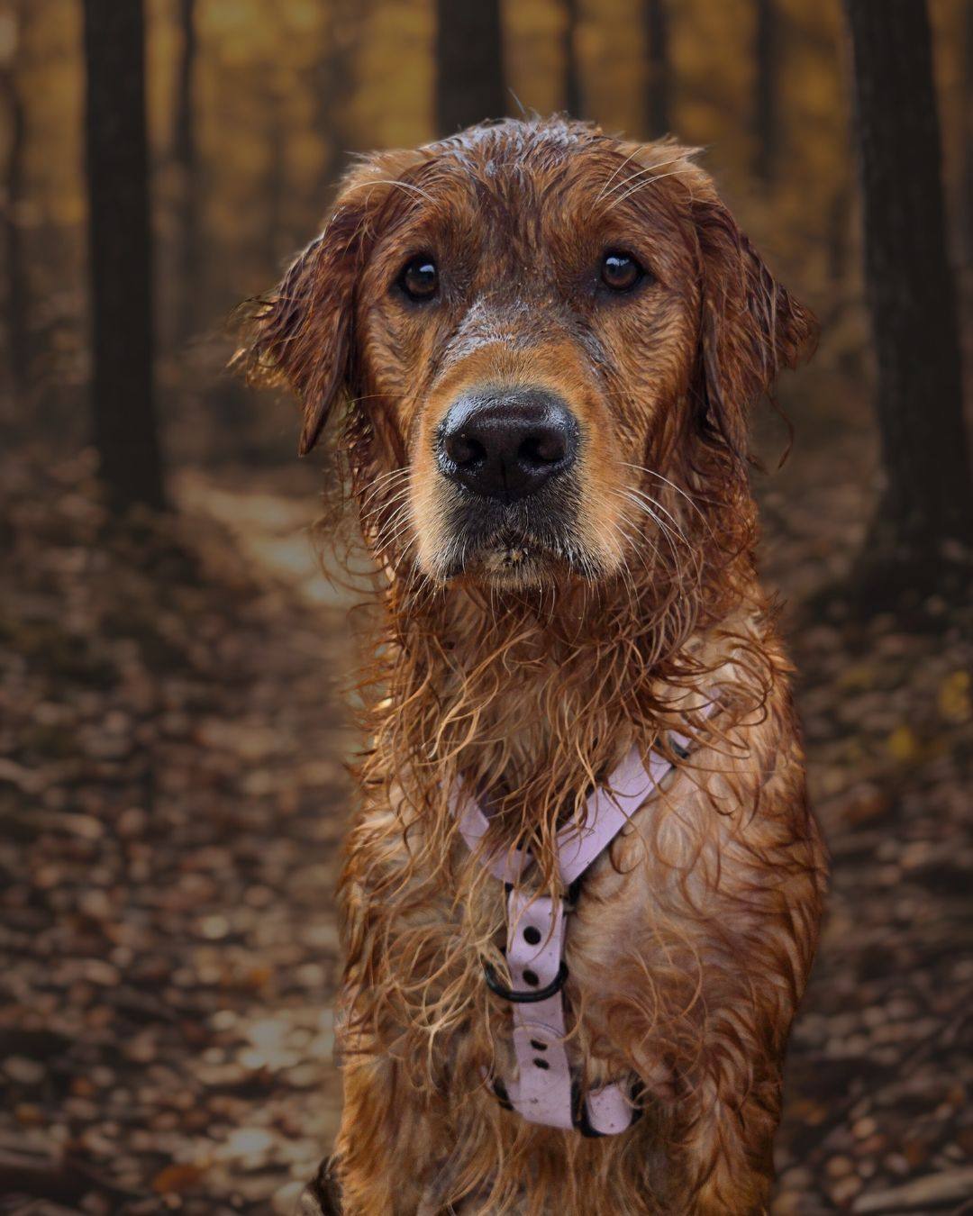 Chien en forêt avec son équipement Tanzo