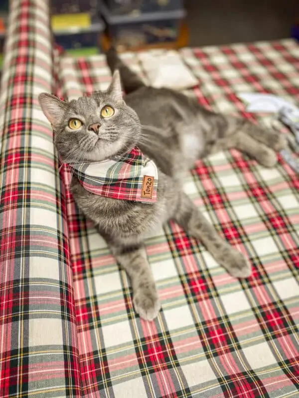 Foulard pour chat, carreauté beige et vert – Image 4