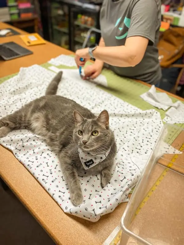 Foulard pour chat, blanc avec os et poissons – Image 4