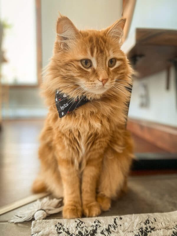 Cat bandana, black with bones and fish - Image 4