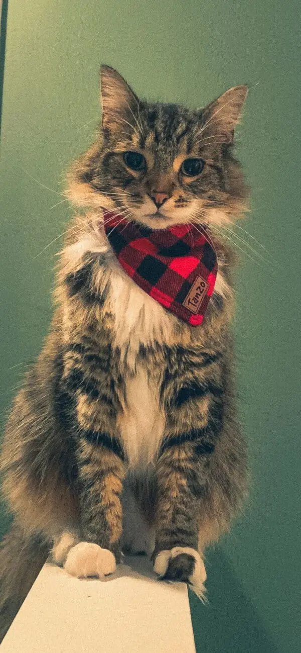 Foulard pour chat, gros carreaux rouges et noirs – Image 4