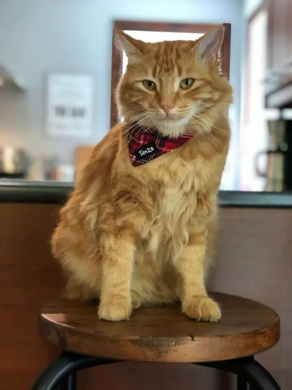 Foulard pour chat, tartan rouge – Image 4
