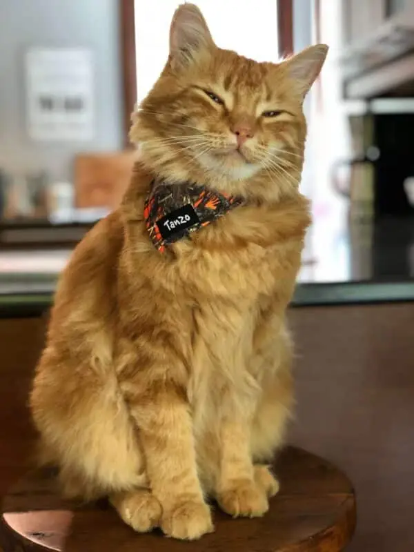 Foulard pour chat, camouflage orange – Image 4