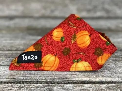 Foulard pour chat, citrouilles