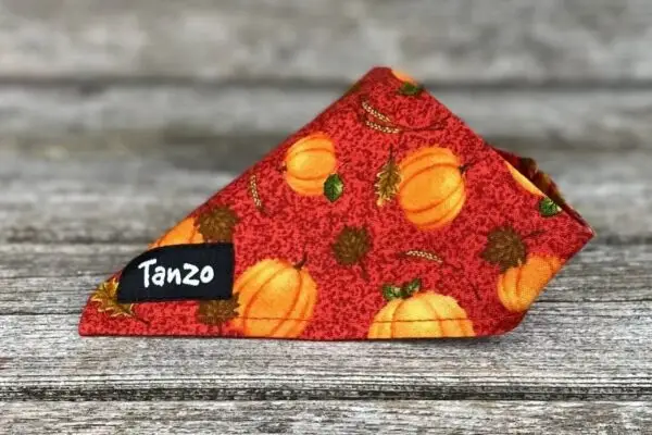 Foulard pour chat, citrouilles