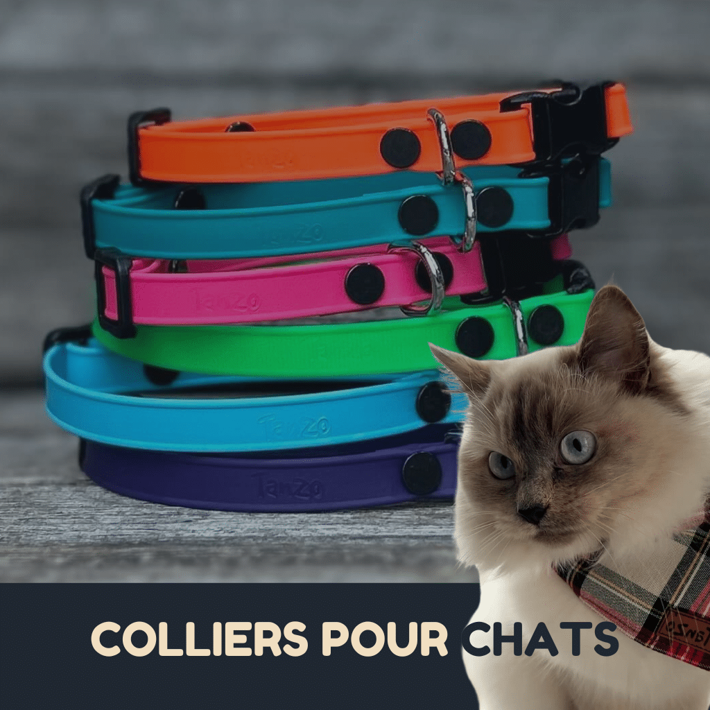 Colliers pour chats en Biothane avec clip détachable sécuritaire, confortables et élégants, fabriqués au Québec