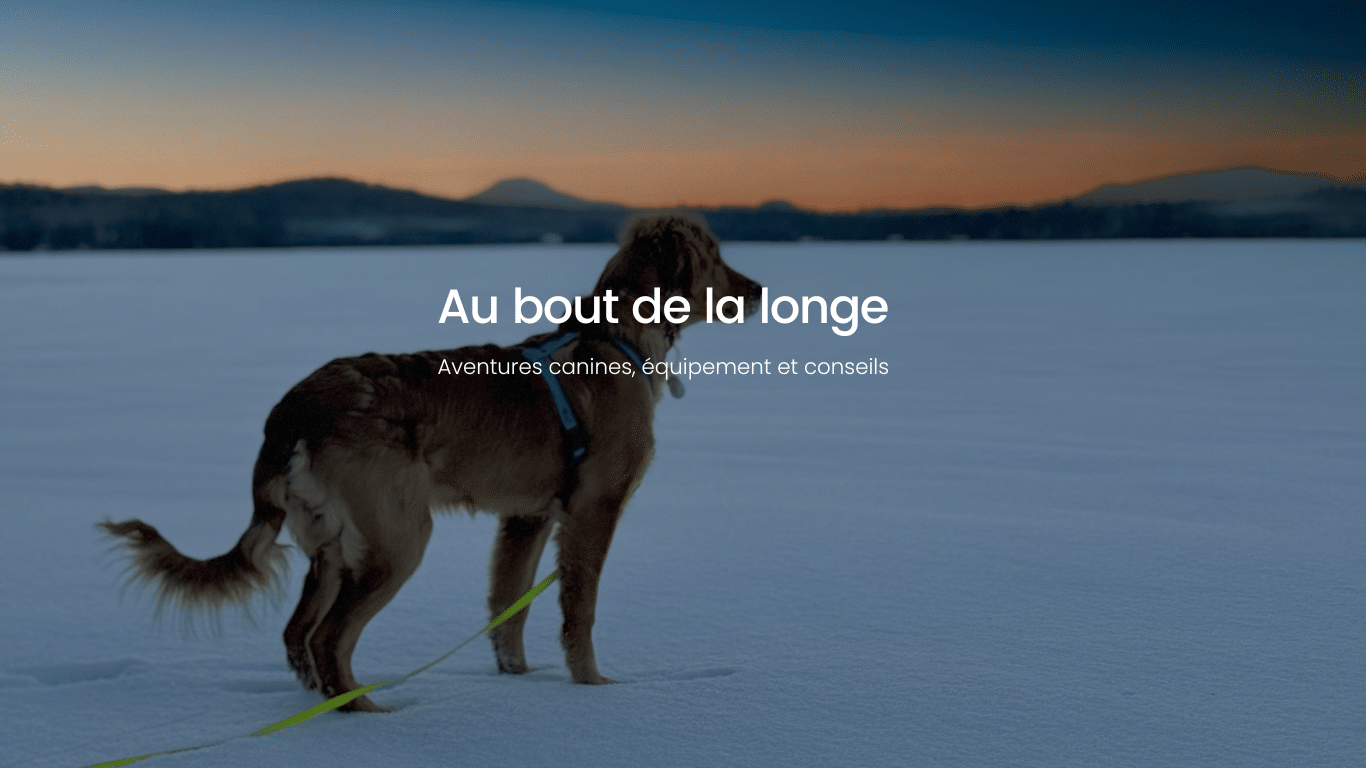 Tempête, le chien, en harnais Tanzo et longe, explorant un lac gelé au coucher du soleil