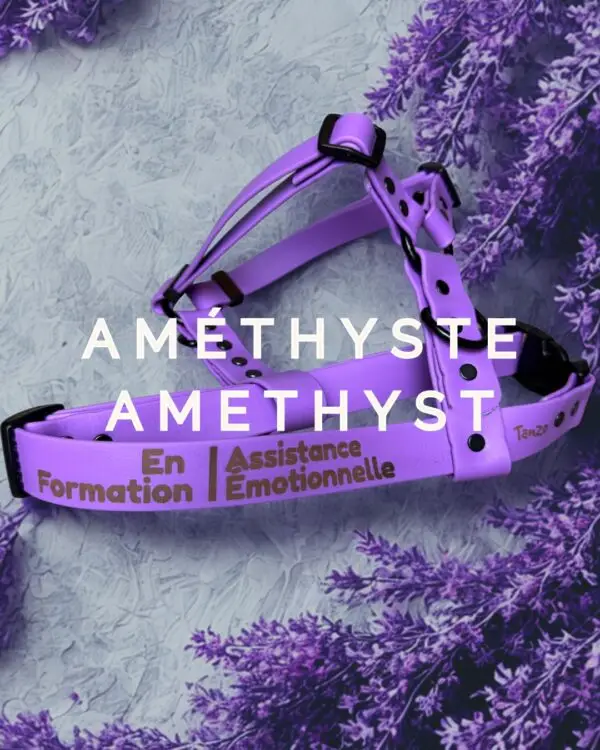 Harnais en Biothane couleur améthyste avec inscription « En formation – Assistance émotionnelle », sur fond de lavande.