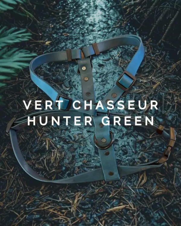 Harnais pour chien en Biothane vert chasseur, posé sur un sol forestier humide.