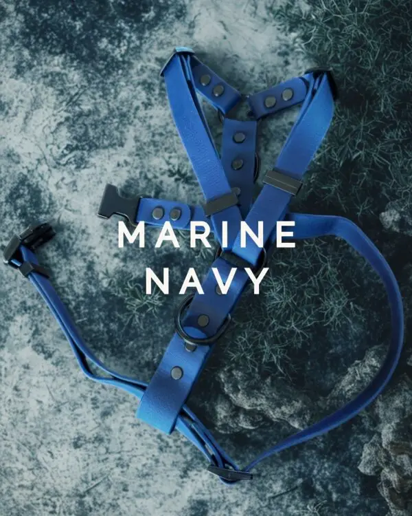 Harnais pour chien en Biothane marine avec quincaillerie noire, sur fond de pierre bleutée.
