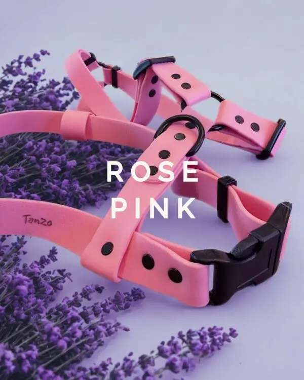 Harnais en Biothane rose vif avec quincaillerie noire, entouré de fleurs violettes.