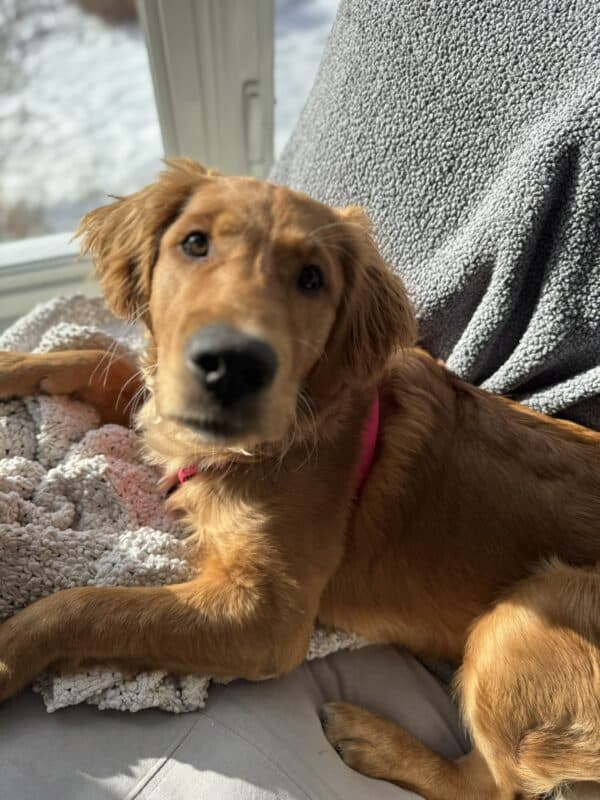 Harnais en biothane ajustable, taille medium, porté par Tempête, un golden retriever de 6 mois, vu sous un angle latéral pour montrer les détails du design.