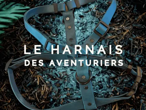 Harnais pour chien en Biothane vert chasseur — harnais chien imperméable fabriqué au Québec