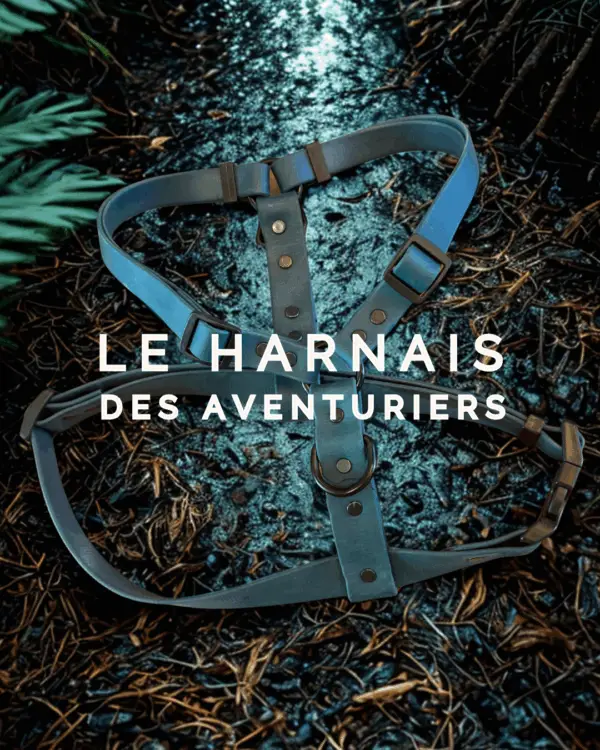 Harnais pour chien en Biothane vert chasseur — harnais chien imperméable fabriqué au Québec