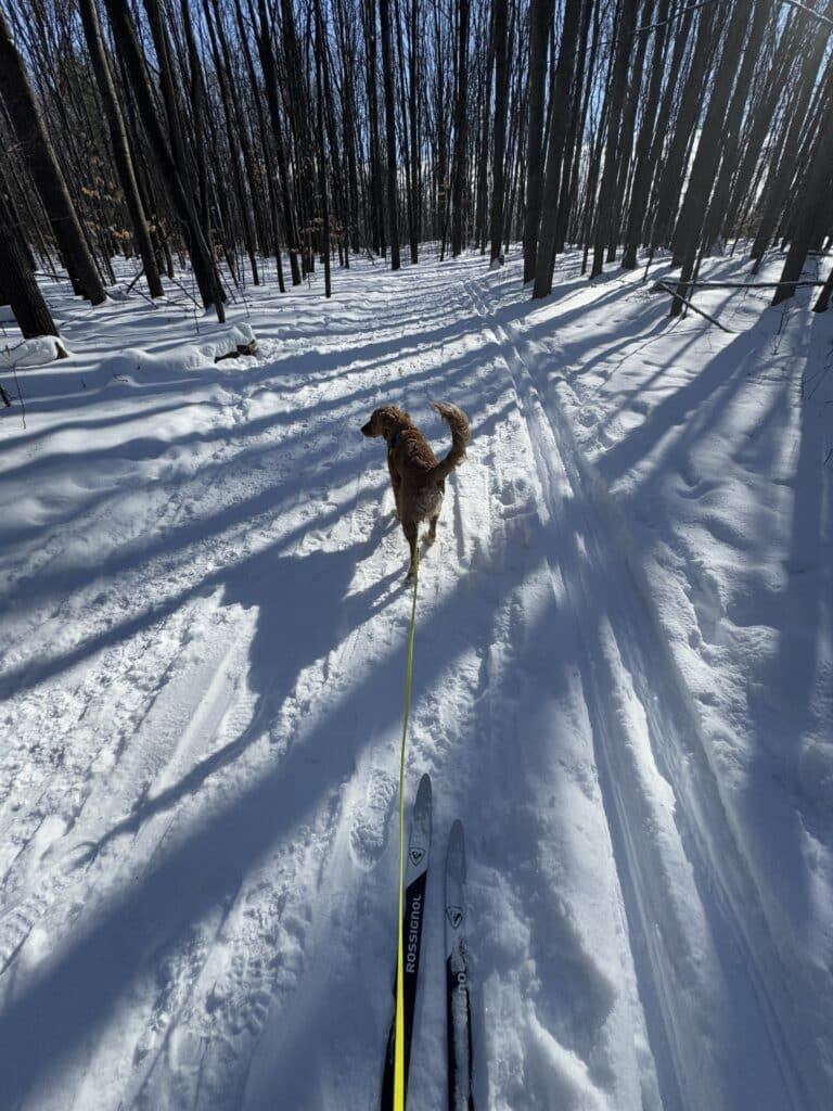 Tempête, Golden Retriever, au bout de la longe dans une forêt enneigée, préparant le ski joëring avec des skis de fond