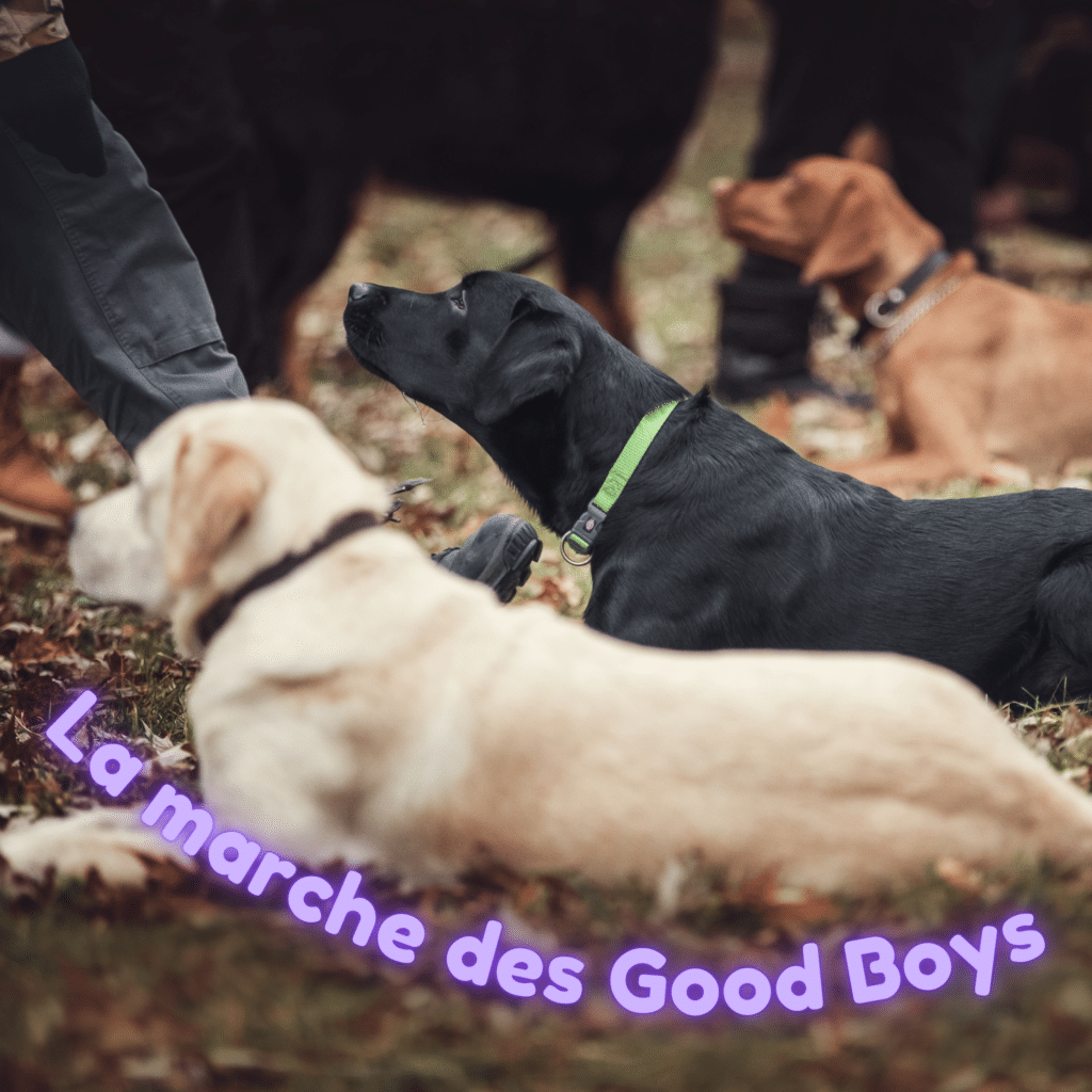 Groupe de chiens attentifs à leur maître lors d’une marche éducative.