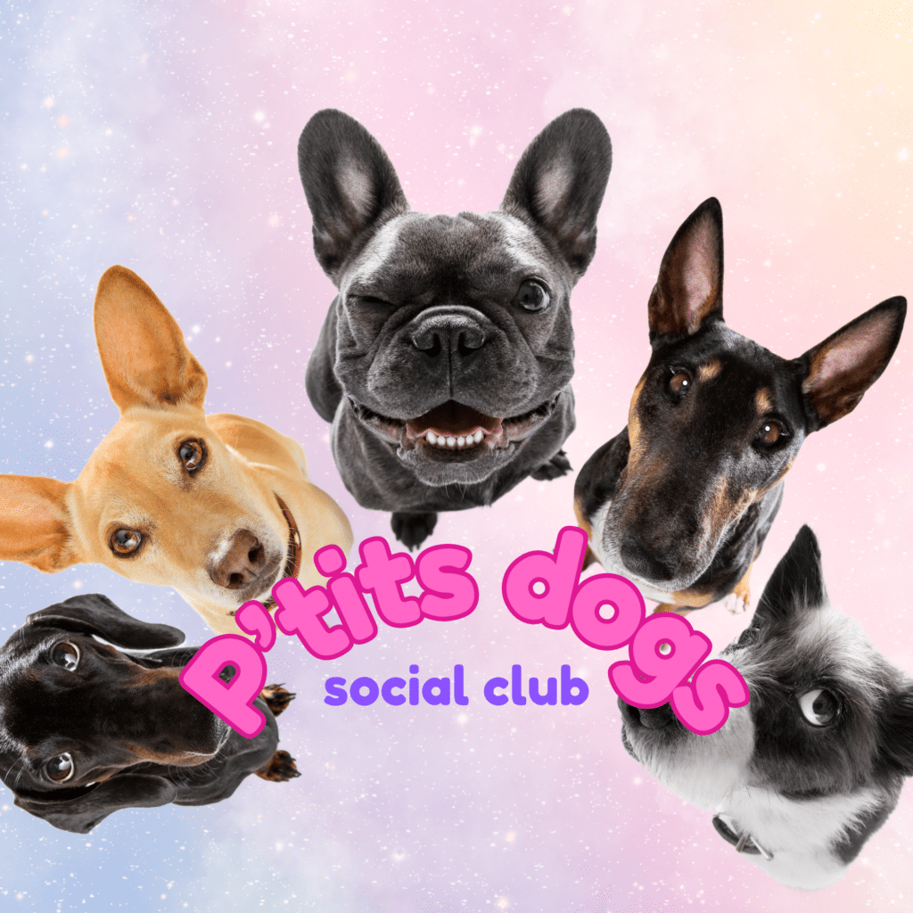 Chiens joyeux posant sur un fond coloré pour un club social canin.