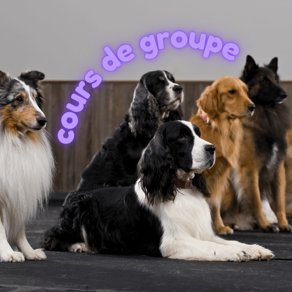 Plusieurs chiens assis en salle lors d’un cours d’éducation canine en groupe.