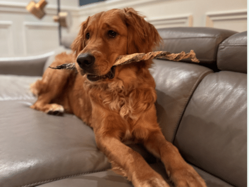 Peau de morue tressée - mastication saine pour chien, approuvée par Tempête, le red golden retriever, notre fidèle mascotte de Créations Tanzo