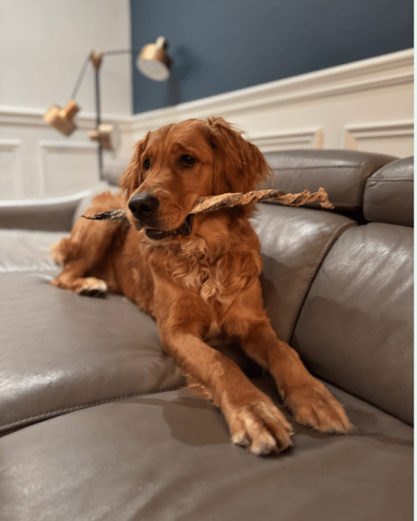 Peau de morue tressée - mastication saine pour chien, approuvée par Tempête, le red golden retriever, notre fidèle mascotte de Créations Tanzo