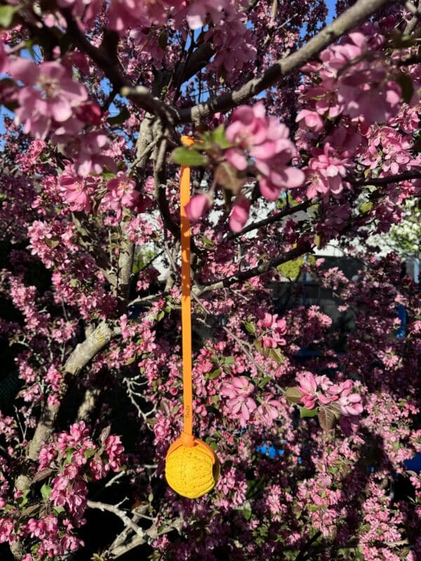 Balle tug en mousse orange avec poignée en biothane, suspendue dans un cerisier en fleurs – jouet pour chien flottant et interactif signé Tanzo