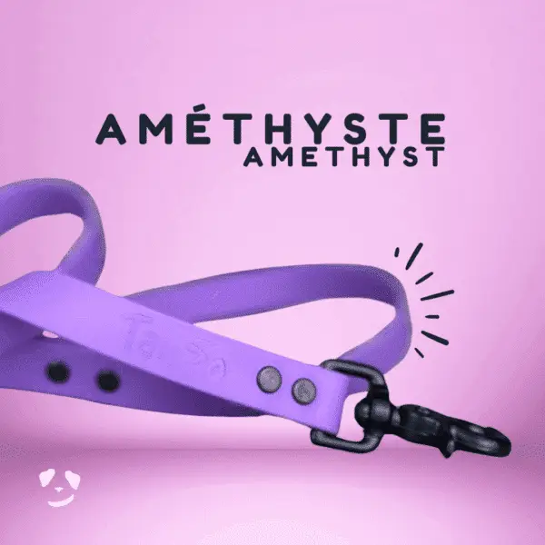 Amethyst biothane dog leash | Laisse en biothane améthyste. meilleure laisse en biothane au canada.