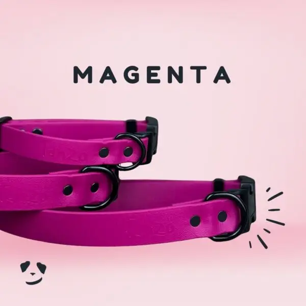 Collier pour chien en Biothane magenta, vibrant et imperméable – fabrication artisanale au Québec Magenta Biothane dog collar – vibrant, waterproof, and handmade in Canada