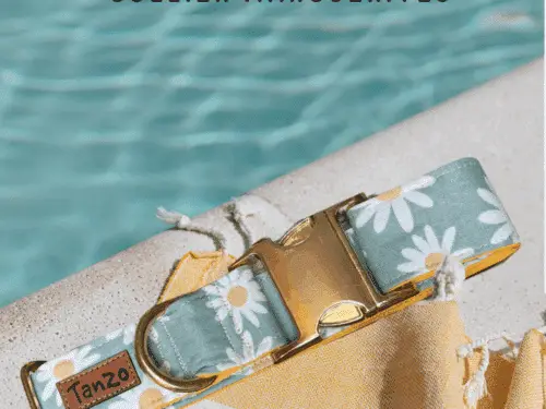 Collier pour chien avec imprimé marguerites et boucle dorée, posé sur une serviette rayée près d'une piscine