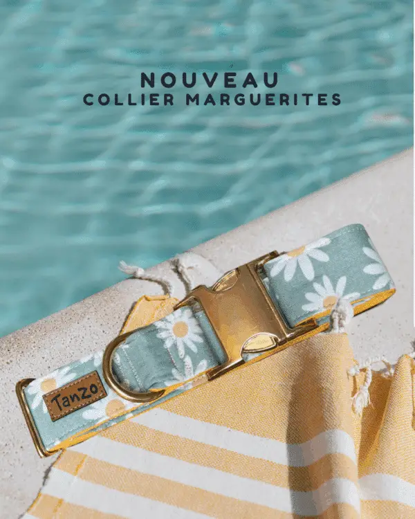 Collier pour chien avec imprimé marguerites et boucle dorée, posé sur une serviette rayée près d'une piscine