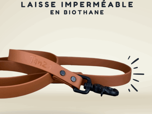La meilleure laisse pour chien imperméable au québec