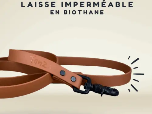 La meilleure laisse pour chien imperméable au québec