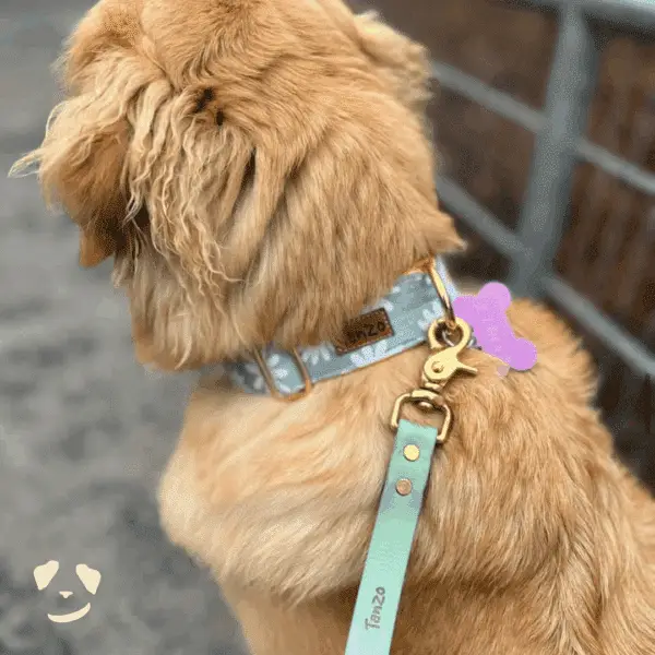 Golden Retriever portant le collier Marguerites avec laisse multifonction Sauge de Tanzo